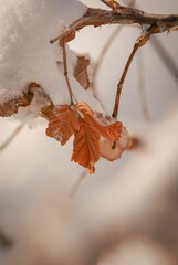 Frozen rose hip leaves under the snow with drops of ice