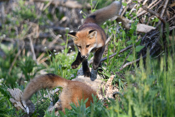 Spring scene of a cute curious baby Red Fox pups playing outside of their den