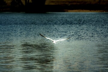 Fototapeta premium Rear view of a seagull flying near to the water surface on a sunny day