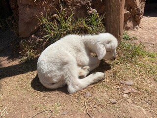 Cute furry white lamb lying on the ground on a sunny day © Evan Wellmeyer/Wirestock Creators