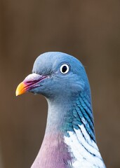 Closeup of a pigeon head.