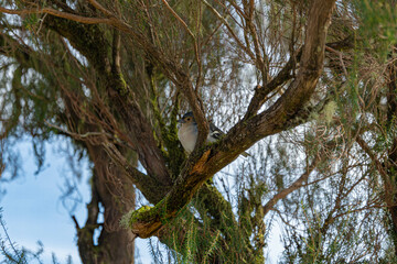 Madeira Buchfink Männchen sitzt versteckt in einem Baum