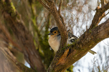 Madeira Buchfink Männchen sitzt in einem Baum