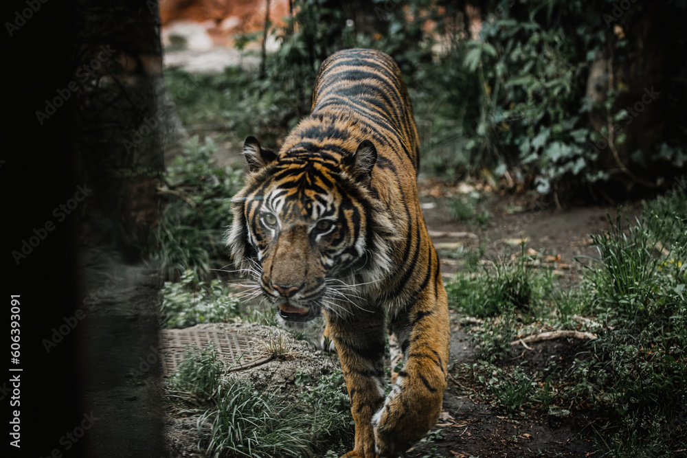 Wall mural closeup of a sumatran tiger walking in green grass in a ueno zoo