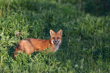 Adult American Red Fox keeping watch over cubs at entrance to den