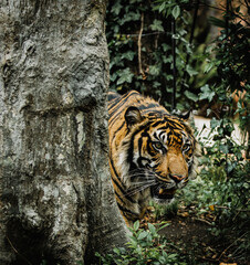 Closeup of a Sumatran tiger walking in green grass in a Ueno Zoo