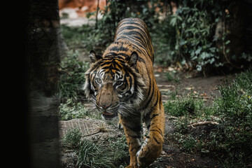 Fototapeta premium Closeup of a Sumatran tiger walking in green grass in a Ueno zoo