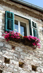 Fototapeta na wymiar Baskets of pink surfinia vein and petunia flowers in bloom with green leaves hanging on wooden window frame in a cozy european city. Richly blooming surfinia pink flowers