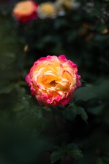 Beautiful yellow pink red white rose engulfed in greenery  around
