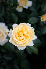 Beautiful yellow rose engulfed in greenery  around