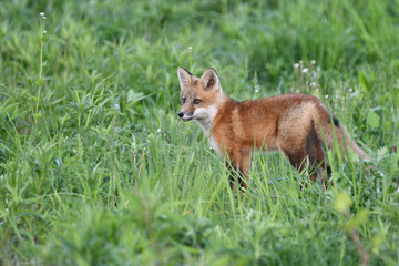 Spring scene of a cute curious baby Red Fox pup exploring around the outside of its den