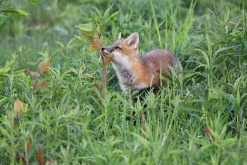 Spring scene of a cute curious baby Red Fox pup smelling the plants around the outside of its den