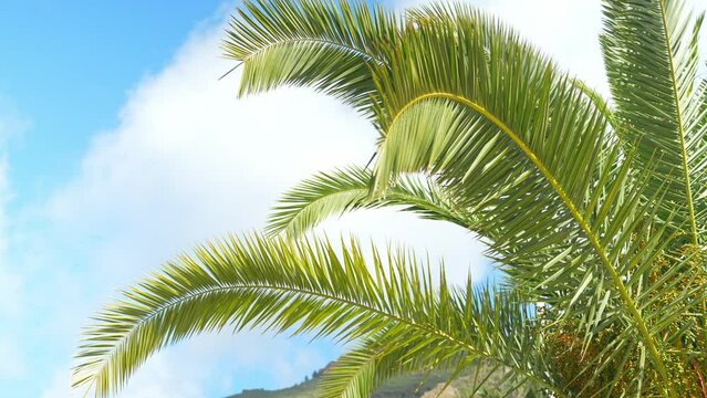 Green pindo palm tree leaves against bright blue sky, tropical vacation, static