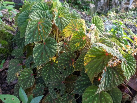 Begonia sp plants grow in the limestone mountains in South Kalimantan