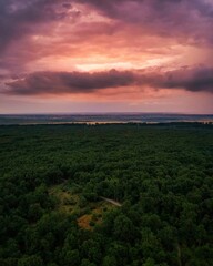 Vertical natural view of dense forest under the sunset sky