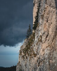Vertical shot of the forests on the rocks