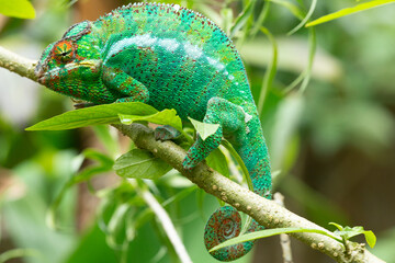 Beautiful green chameleon in madagascar
