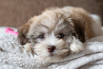 Close-up shot of a Havanese bichon puppy lying on the blanket