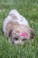 Naklejka na ściany i meble Vertical shot of a Havanese bichon puppy with a pink bow lying on the grass
