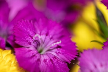Closeup shot of sweet william and chrysanthemum flowers blooming in a garden