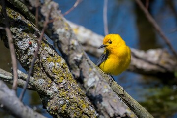 Closeup shot of a yellow Prothonotary warbler bird perching on a tree branch