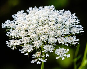 Selective focus of yarrow