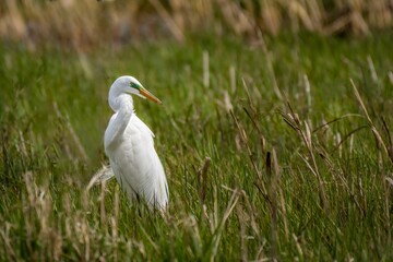 White heron in green grass