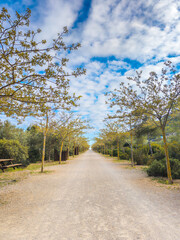 road in the forest - Via Verda, Mallorca, Spain