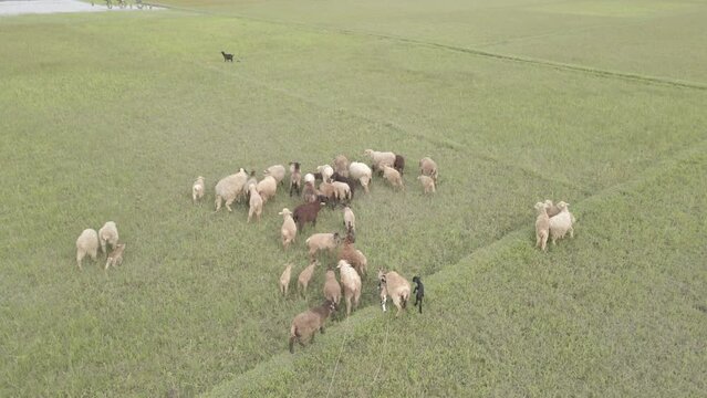 aerial drone sheep herd feeding in field, Dcinelike raw video footage