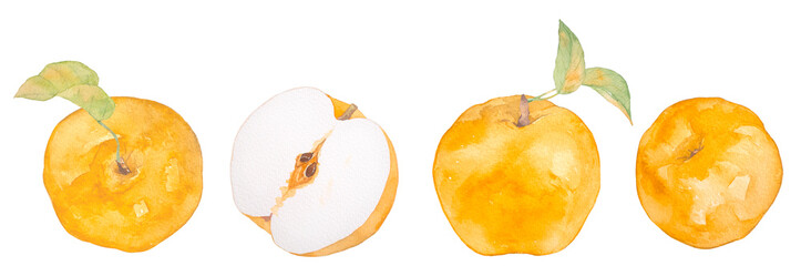 水彩で描いた甘い梨のイラスト素材セット