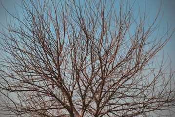 Branches of a tree against a blue sky