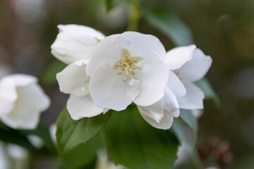 Closeup shot of blooming white primrose flowers