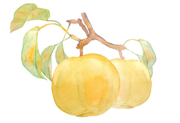 甘く実った梨の水彩イラスト素材 - obrazy, fototapety, plakaty