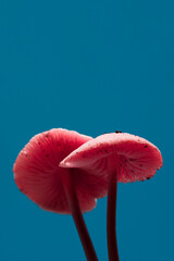 Wild small forest poisonous pink mushrooms on a turquoise background, soft selective focus, toned....