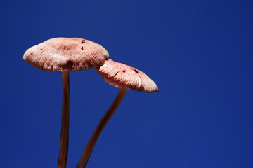 Wild small forest poisonous mushrooms on a blue background, soft selective focus. Hallucinogenic mushrooms.