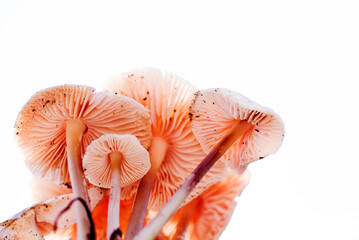 Wild small forest poisonous mushrooms on a white background, soft selective focus. Hallucinogenic mushrooms.