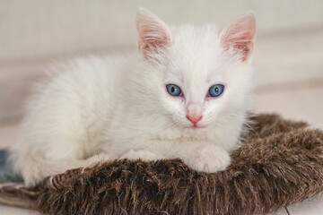 Portrait of a domestic cat of white color with big eyes. Cute clean cat. White cat with a pink nose. White Russian breed of cats.