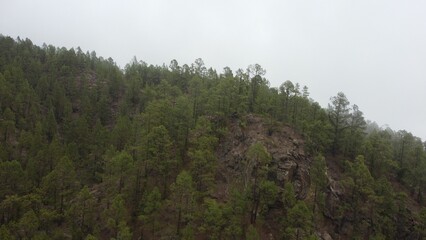 Obraz na płótnie Canvas Drone shot of Canary Pine forest on mountain in Tenerife, Canary Islands