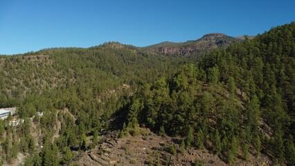 Aerial shot of a Canary Pine forest on mountainside, Tenerife, Canary Islands