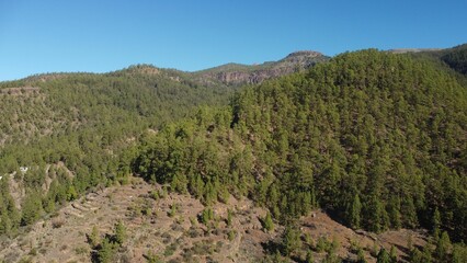 Fototapeta na wymiar Aerial shot of a Canary Pine forest on mountainside, Tenerife, Canary Islands