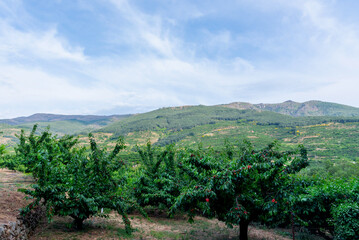 Fototapeta na wymiar View of a field of cherry trees loaded with red cherries in the Jerte valley in Extremadura, Spain