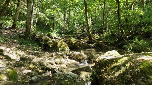 Small water stream and a pond surrounded by the green trees of the dense forest on a sunny day