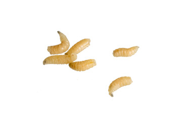 fly larvae on a transparent isolated background. png