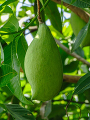 A  green mango hanging on the tree