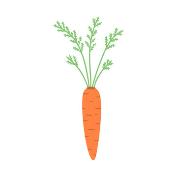 Carrot, vegetable, harvest. Vector Illustration for printing, backgrounds, covers and packaging. Image can be used for greeting cards, posters, stickers and textile. Isolated on white background.