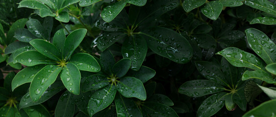 Dark green of Dwarf Umbrella Tree's leaves (Schefflera arboricola) with dew drop in morning. nature...