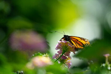 butterfly on a flower