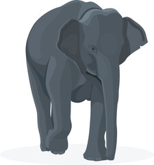 Front view of a walking elephant isolated on a white background