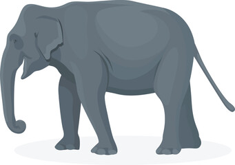 Fototapeta na wymiar Side view of a walking elephant isolated on a white background