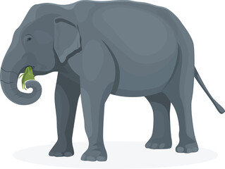 Fototapeta na wymiar Elephant eating greenery isolated on a white background